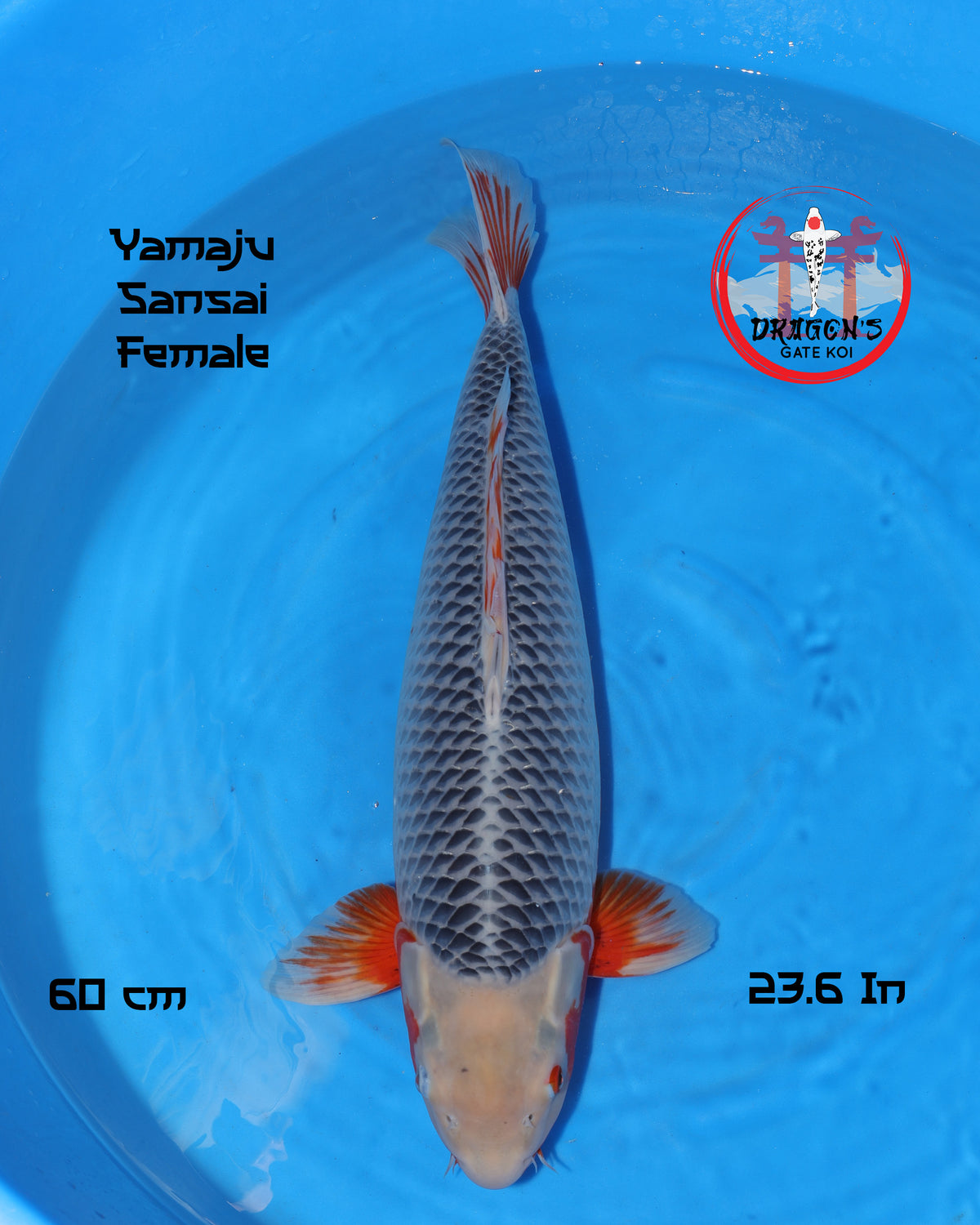 Asagi - Yamaju Koi Farm - Sansai - Female - 60cm