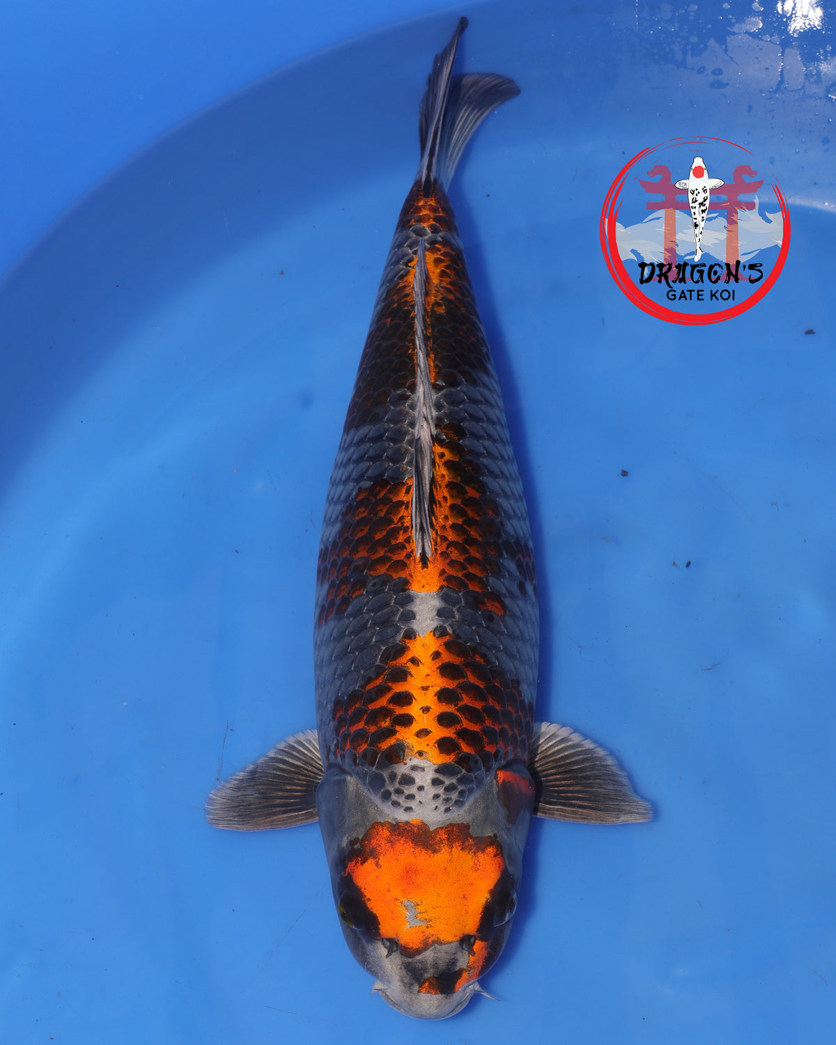 Beni Ginga - Ikarashi Ozumi Koi Farm - Sansai - Female - 56cm