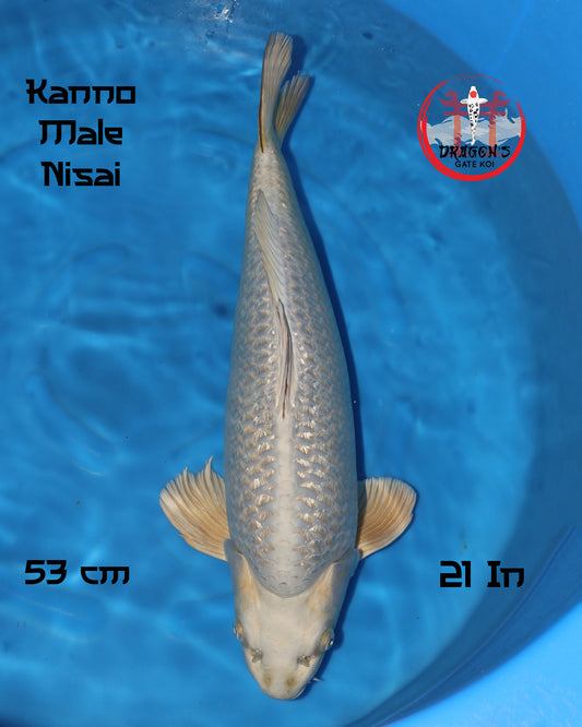 Ginrin Mukashi Ogon - Kanno Koi Farm - Nisai - Male - 53 cm