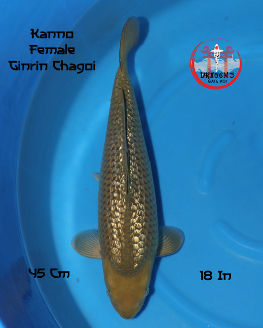 Ginrin Chagoi - Kanno Koi Farm - Nisai - Female - 45 cm