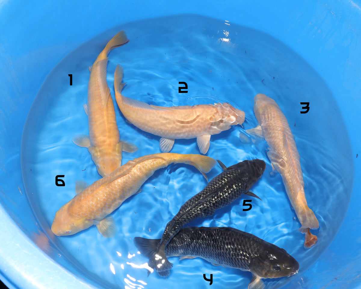 Saito Fish Farm Mixed Bowl (Karashigoi & Black Diamond) - Saito Fish Farm - Nisai - Female - 35-40 cm