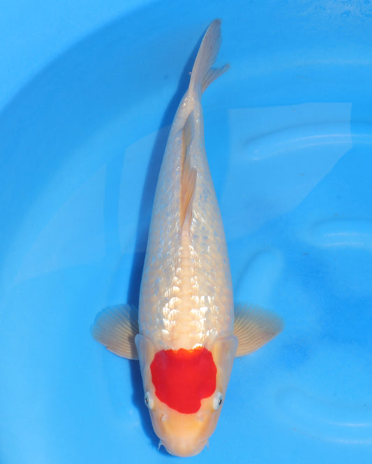 Ginrin Tancho Kohaku - Sakamaki - Nisai - Male - 47 cm