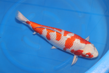 Wada - Sakura Ogon - Female - 51 cm (HQ)