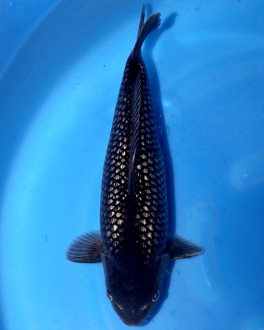 Sakamaki - Ginrin Black Diamond - Nisai - 40cm