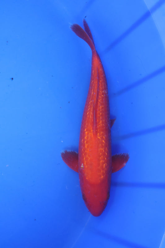 Ginrin Benigoi - Marusei Koi Farm - 14 In