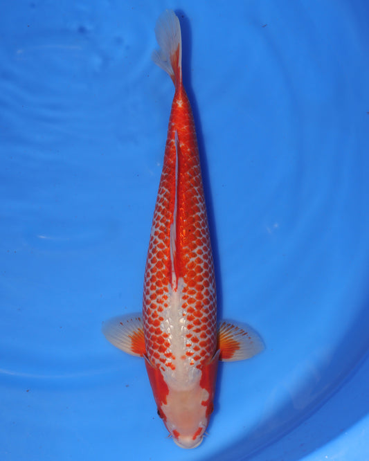 Ginrin Kanoko Asagi - Ikarashi Ozumi - Sansai - Male - 48cm