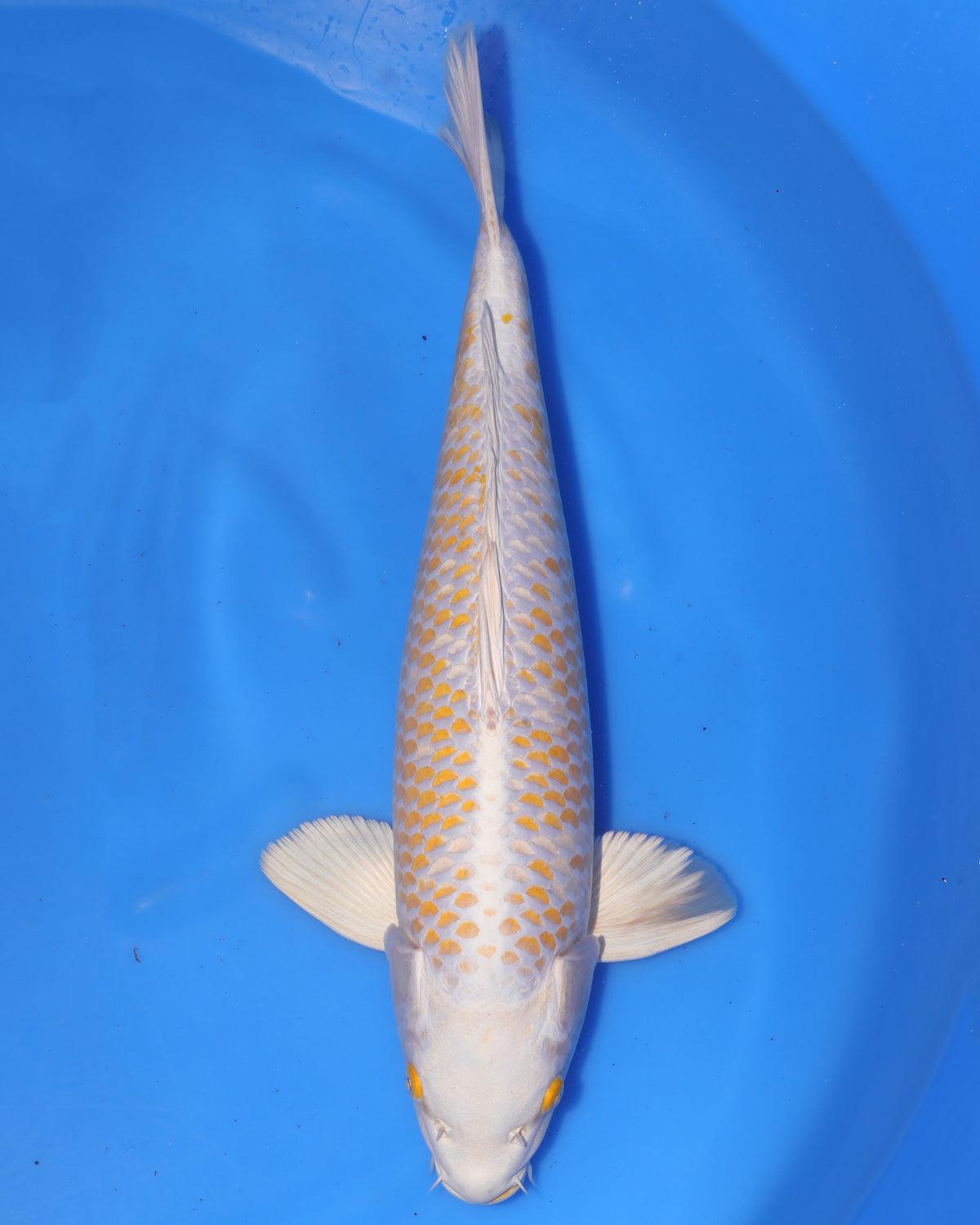 Kanoko Hariwake - Ikarashi Ozumi - Sansai - Male - 51 cm