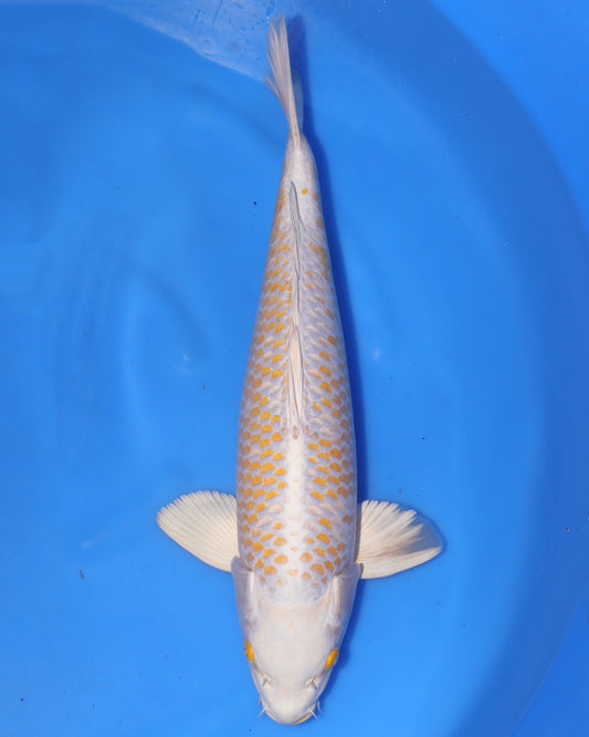 Kanoko Hariwake - Ikarashi Ozumi - Sansai - Male - 51 cm