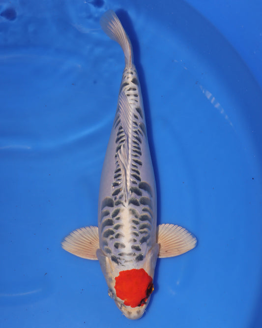 Aragoke Tancho Kujaku - Ikarashi Ozumi - Sansai - Male - 48 cm