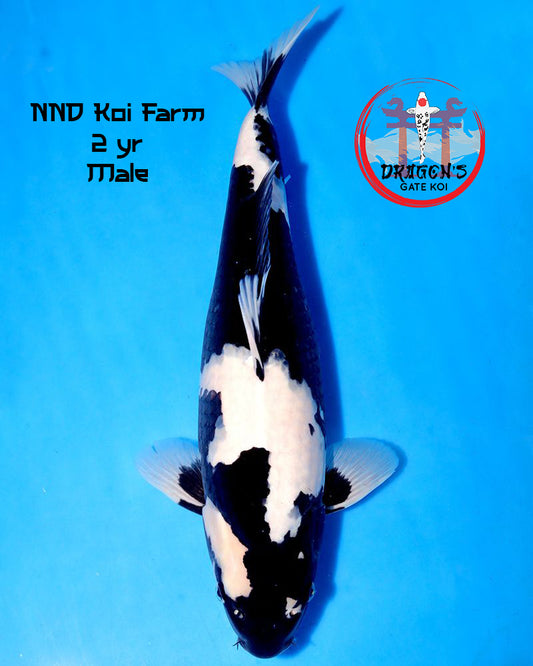 NND Koi Farm - Shiro Utsuri (HQ)- 43 cm