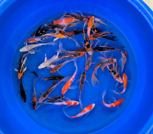 Tosai Pond Pack - Butterfly Long Fin - Suda Koi Farm