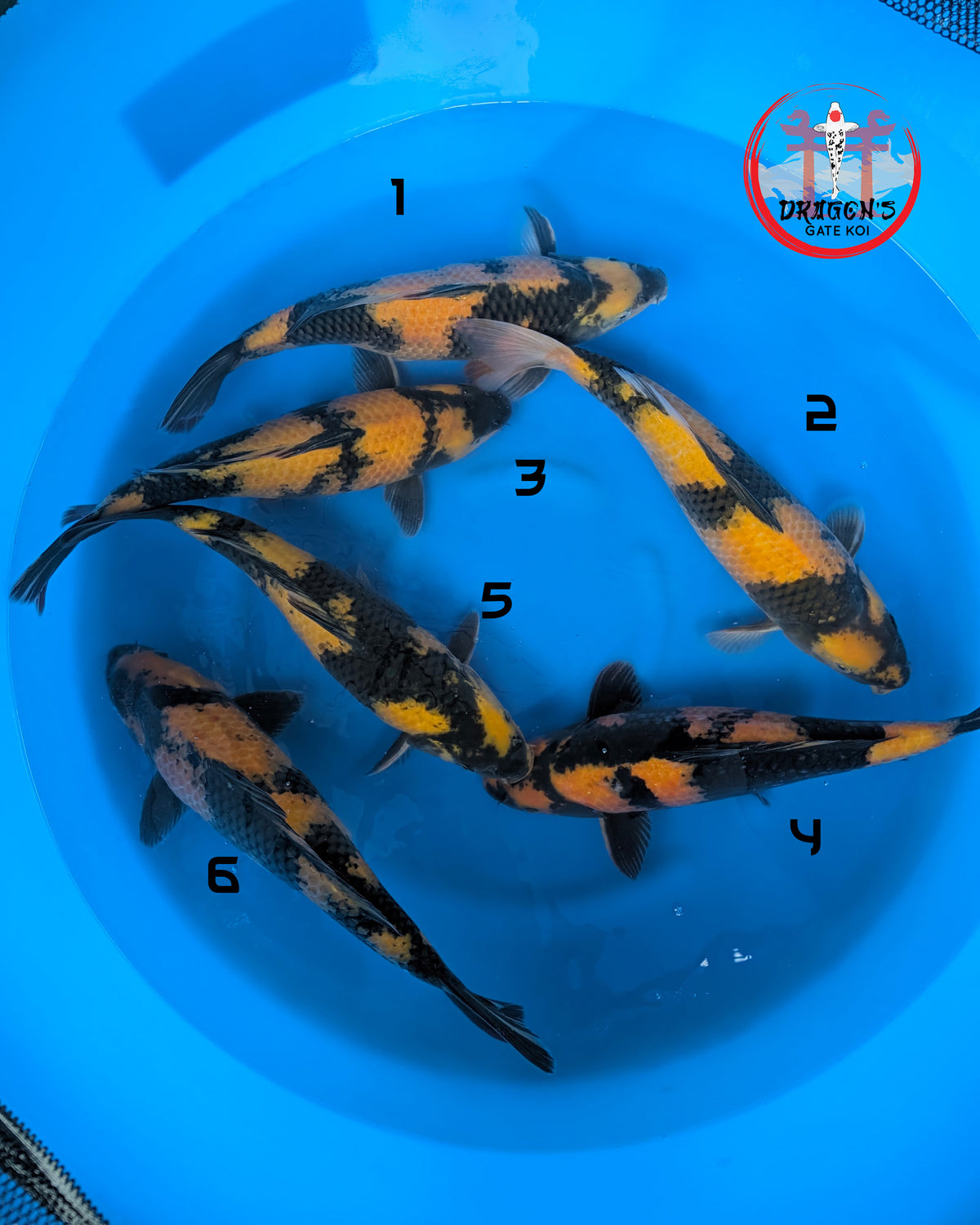 Ki Utsuri - Otsuka Koi Farm - Nisai - Gender Mix - 45 cm