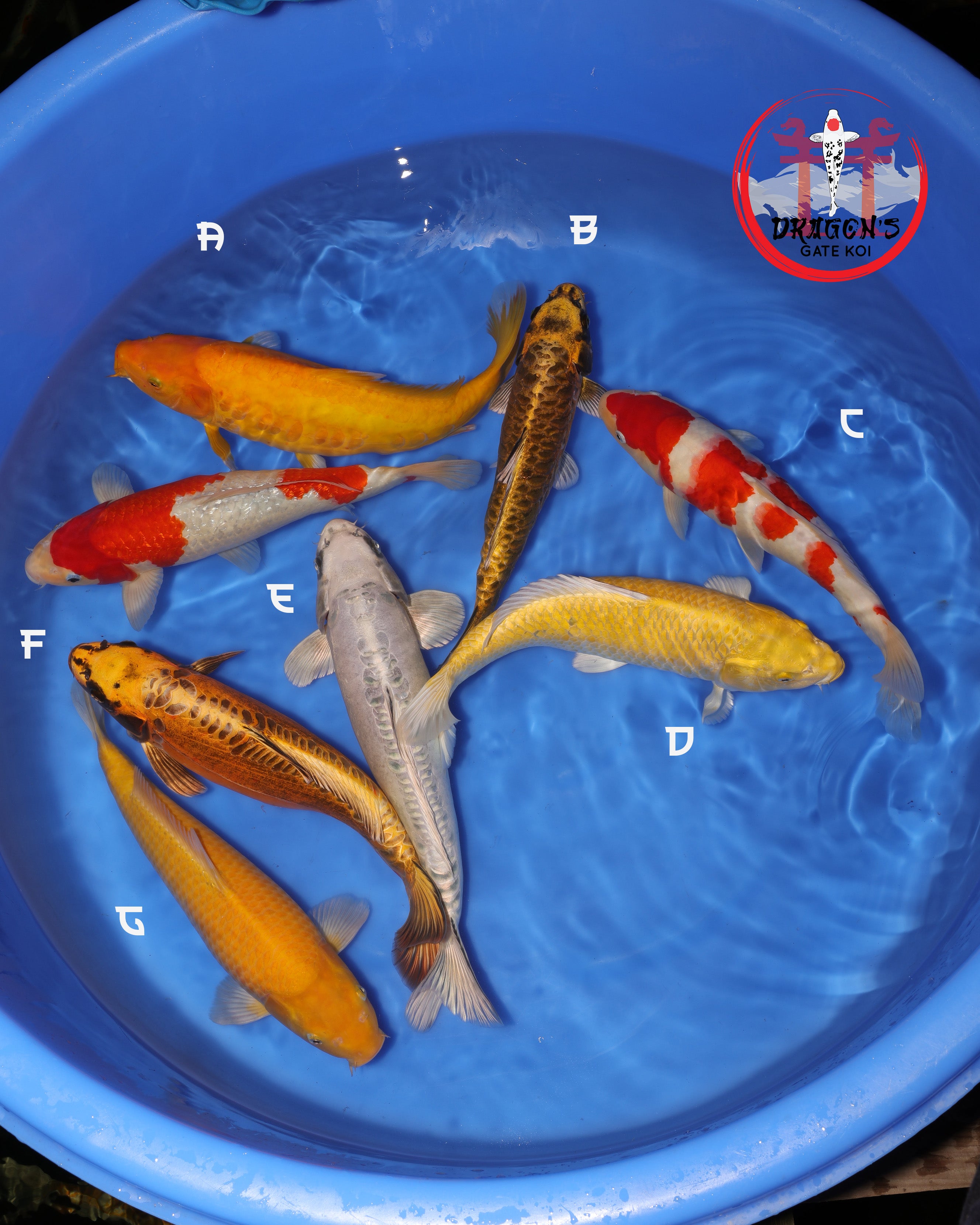 Mixed Bowls – Dragons Gate Koi USA