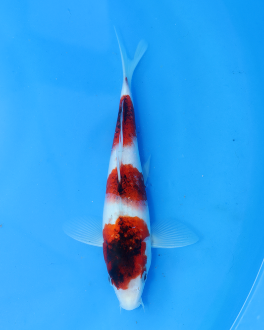 Ai Goromo - Otsuka Koi Farm - Chibi Nisai - 8-10 inches