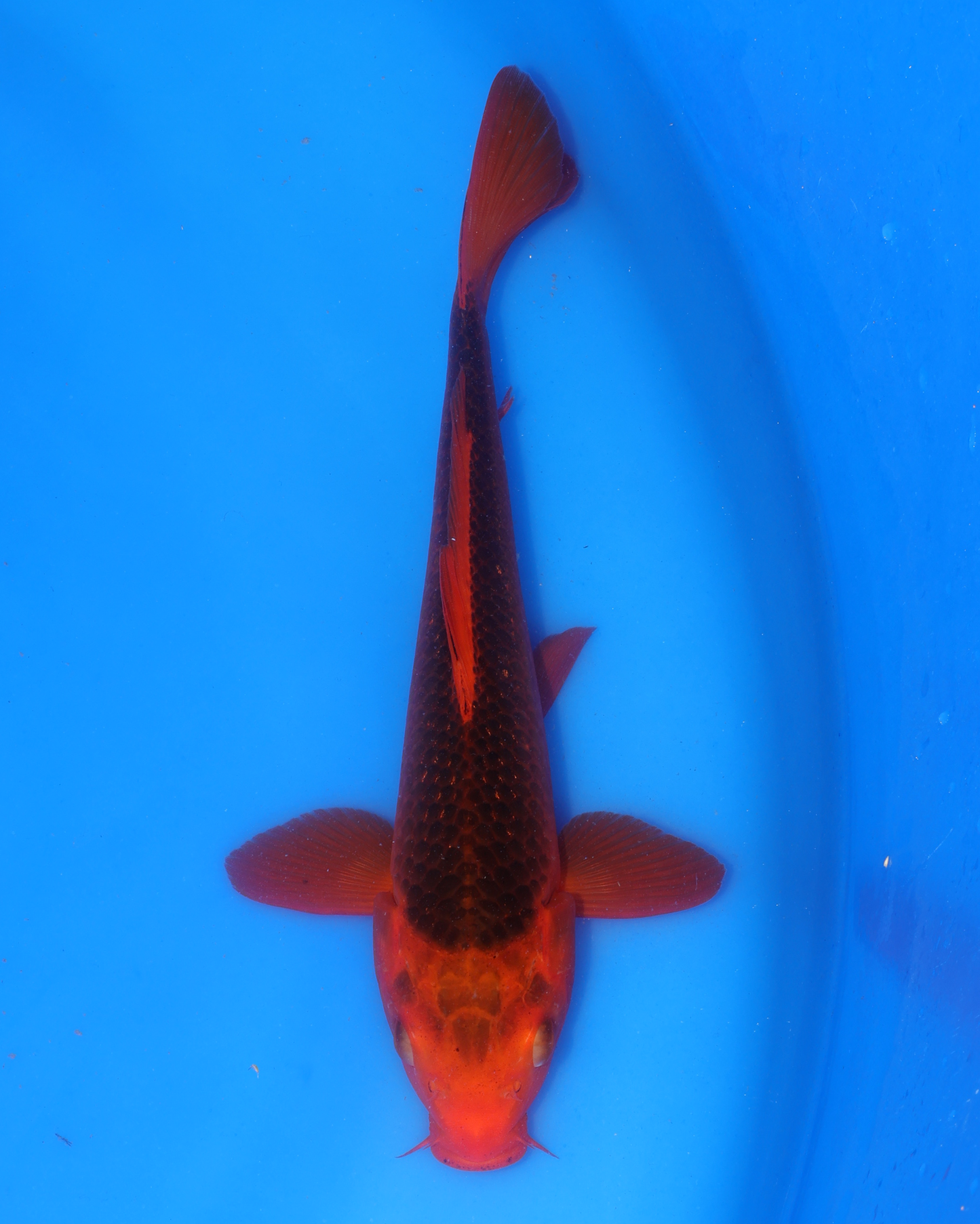 Aka Matsuba - Otsuka Koi Farm - Chibi Nisai - 8-10 inches