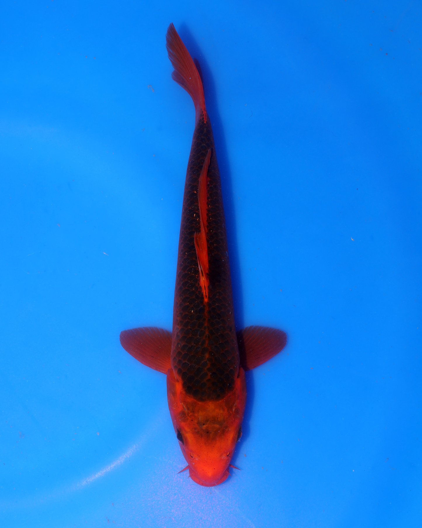 Aka Matsuba - Otsuka Koi Farm - Chibi Nisai - 8-10 inches