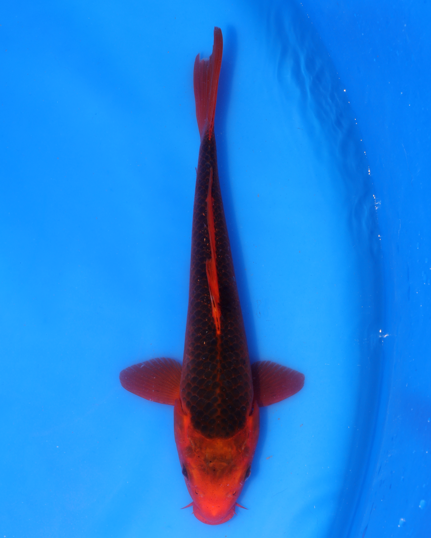 Aka Matsuba - Otsuka Koi Farm - Chibi Nisai - 8-10 inches