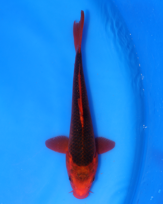 Aka Matsuba - Otsuka Koi Farm - Chibi Nisai - 8-10 inches