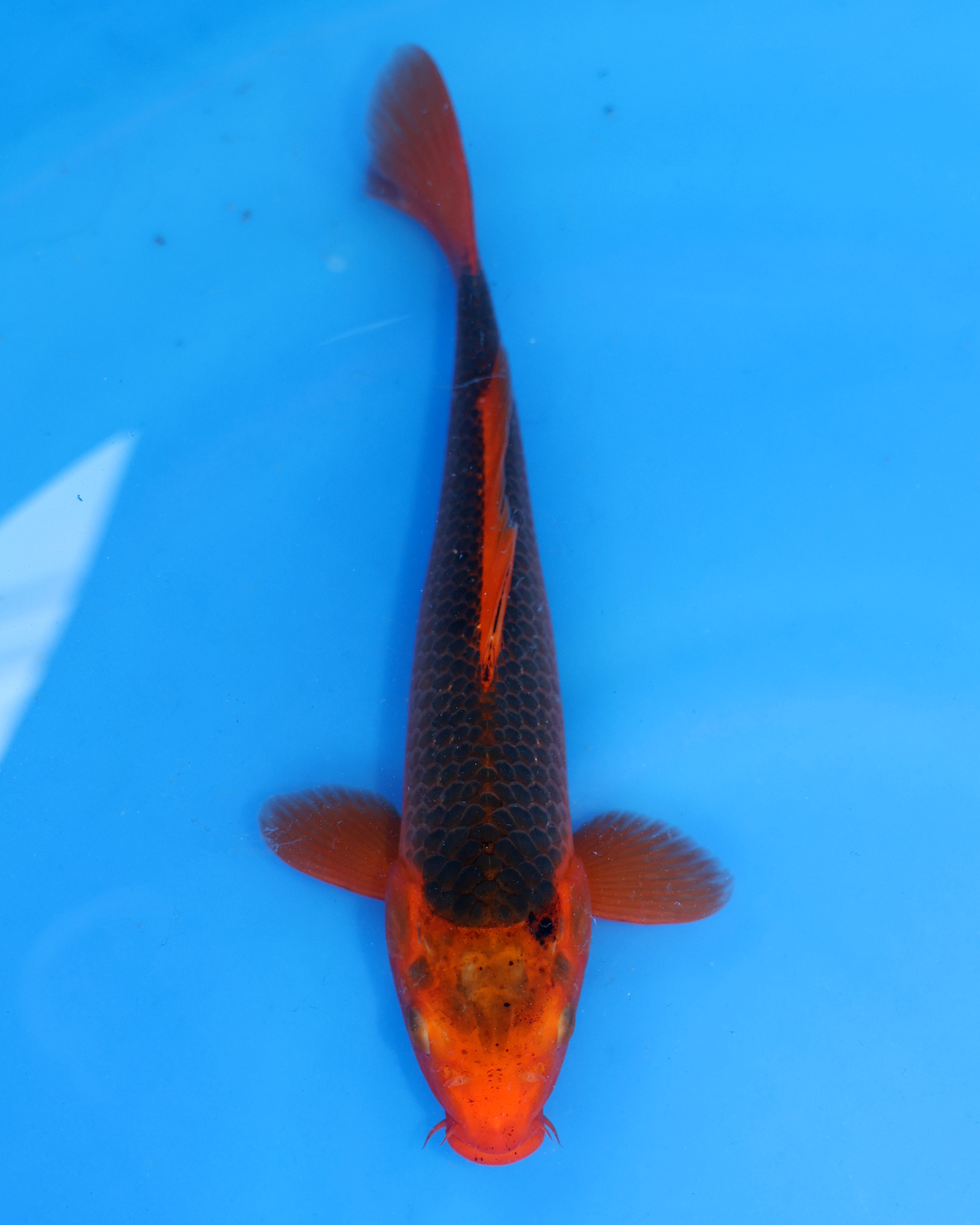 Aka Matsuba - Otsuka Koi Farm - Chibi Nisai - 8-10 inches
