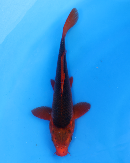 Aka Matsuba - Otsuka Koi Farm - Chibi Nisai - 8-10 inches
