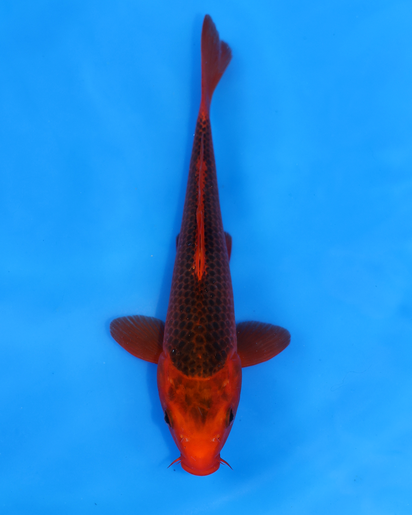 Aka Matsuba - Otsuka Koi Farm - Chibi Nisai - 8-10 inches