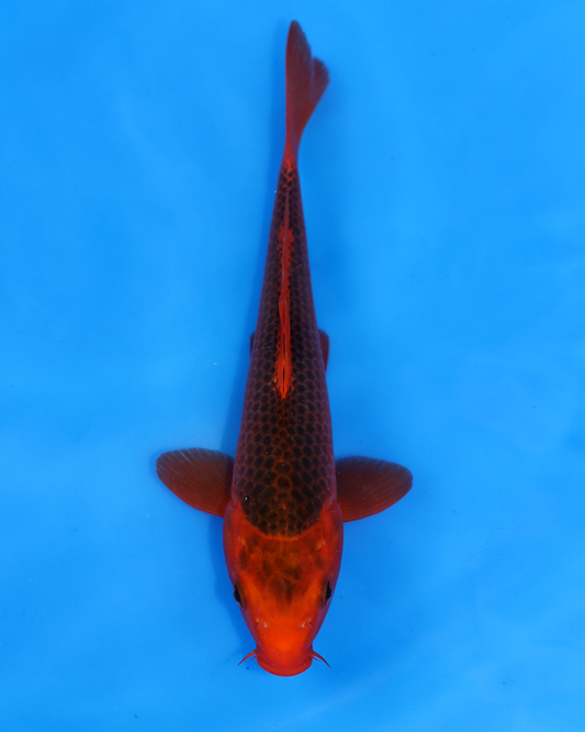 Aka Matsuba - Otsuka Koi Farm - Chibi Nisai - 8-10 inches