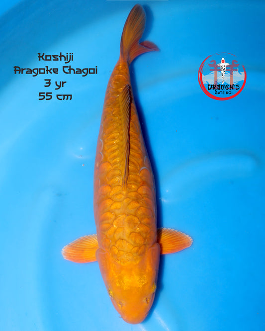 Koshiji - Aragoke Chagoi - Female - Sansai - 55 cm