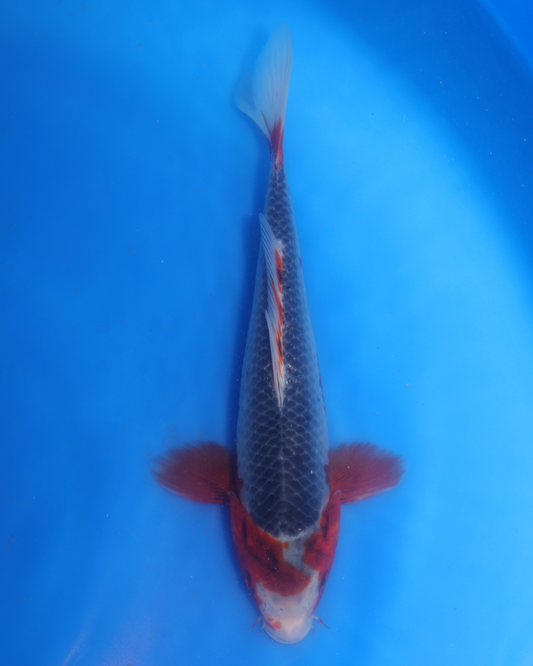 Asagi - Otsuka Koi Farm - Chibi Nisai - 8-10 inches