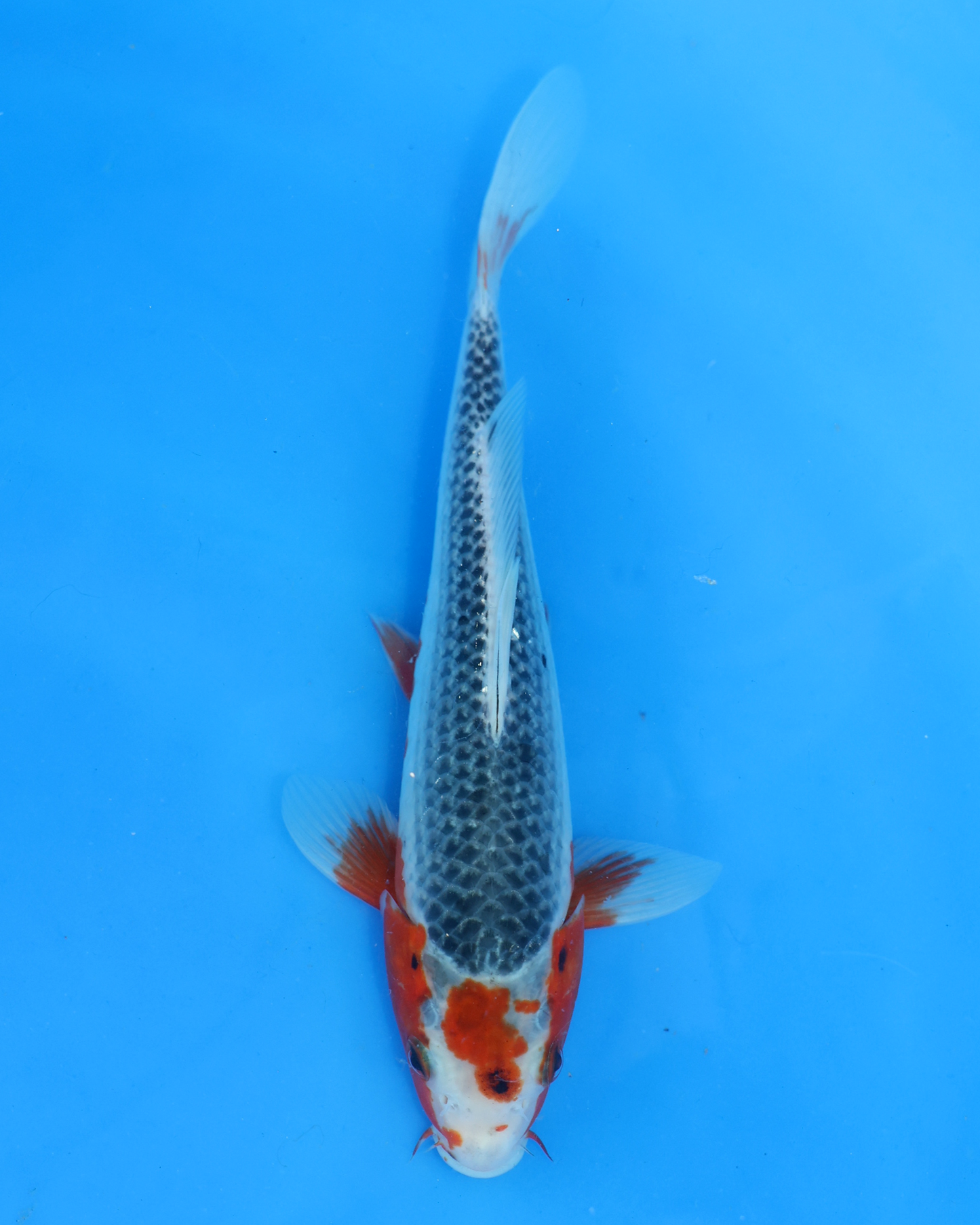 Asagi - Otsuka Koi Farm - Chibi Nisai - 8-10 inches