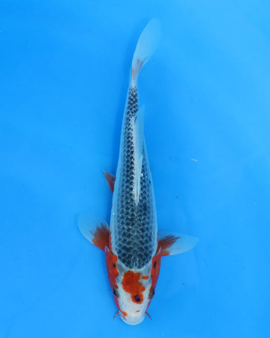 Asagi - Otsuka Koi Farm - Chibi Nisai - 8-10 inches