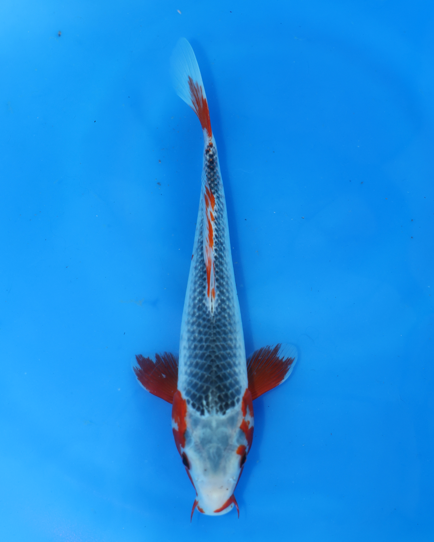Asagi - Otsuka Koi Farm - Chibi Nisai - 8-10 inches