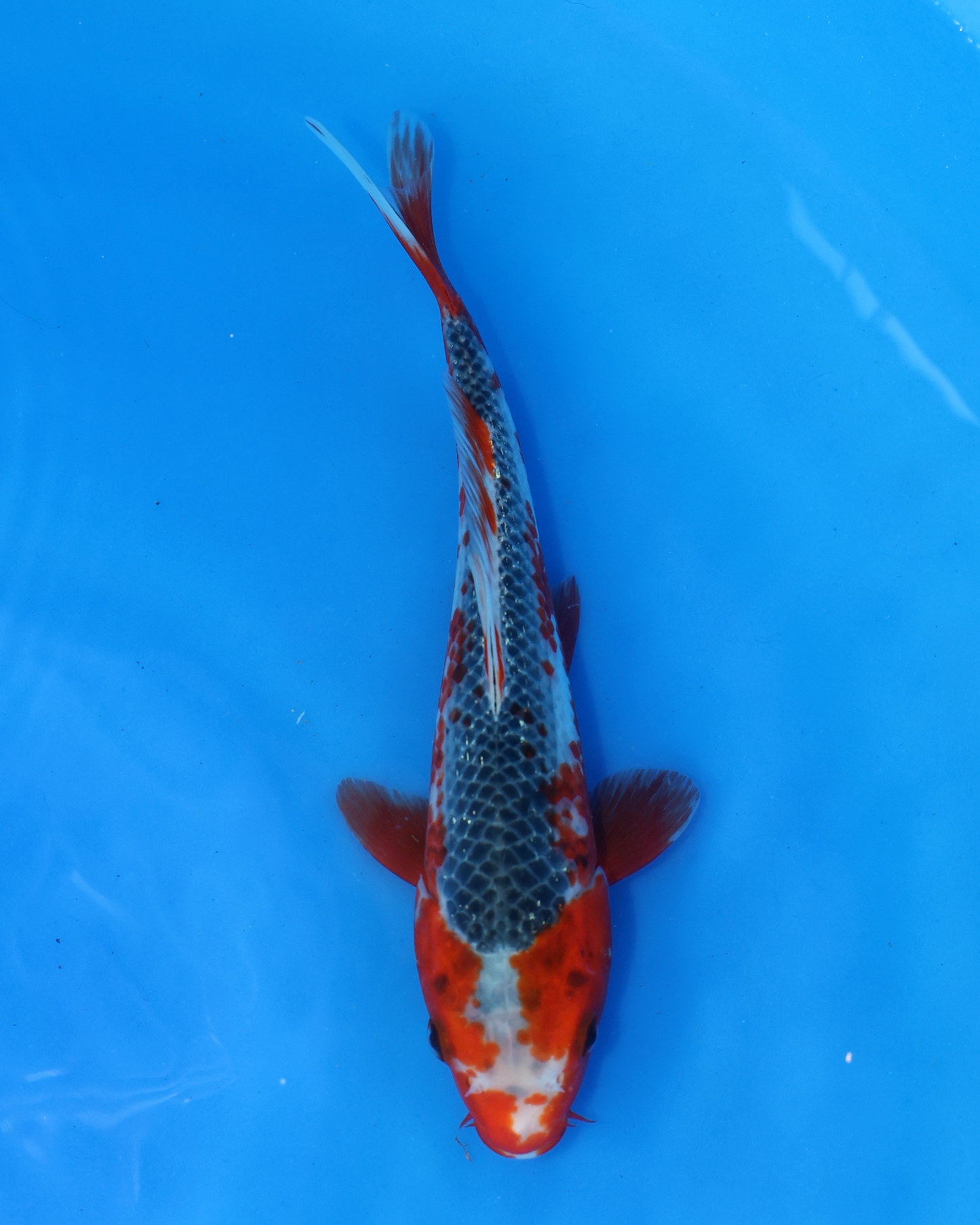 Asagi - Otsuka Koi Farm - Chibi Nisai - 8-10 inches