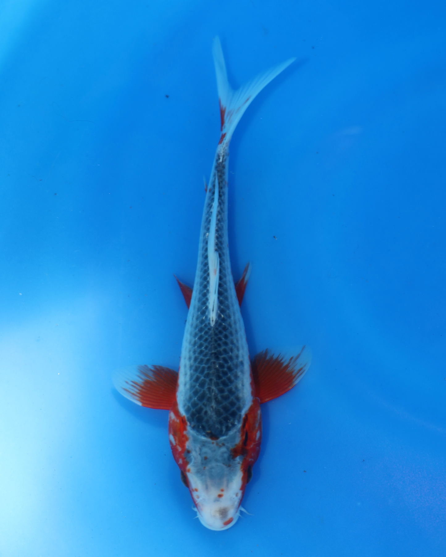 Asagi - Otsuka Koi Farm - Chibi Nisai - 8-10 inches