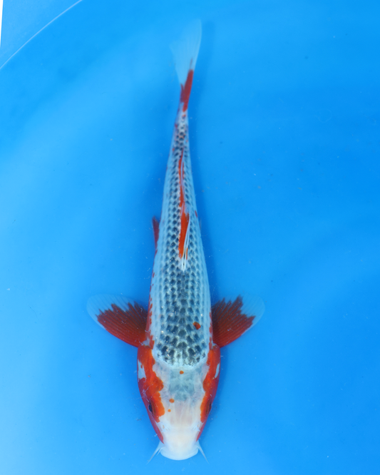 Asagi - Otsuka Koi Farm - Chibi Nisai - 8-10 inches