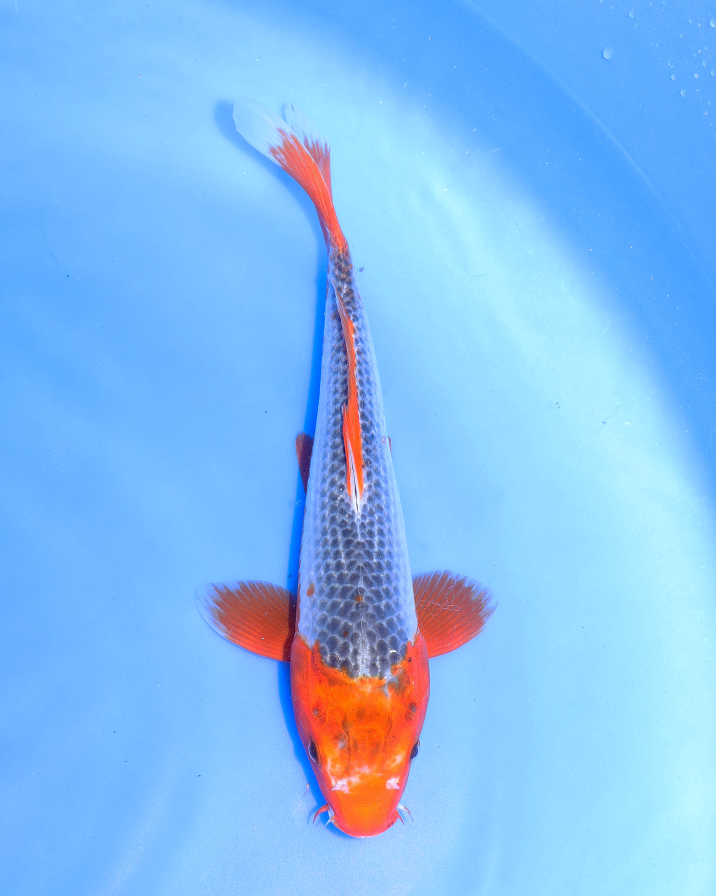Asagi - Otsuka Koi Farm - Chibi Nisai - 8-10 inches