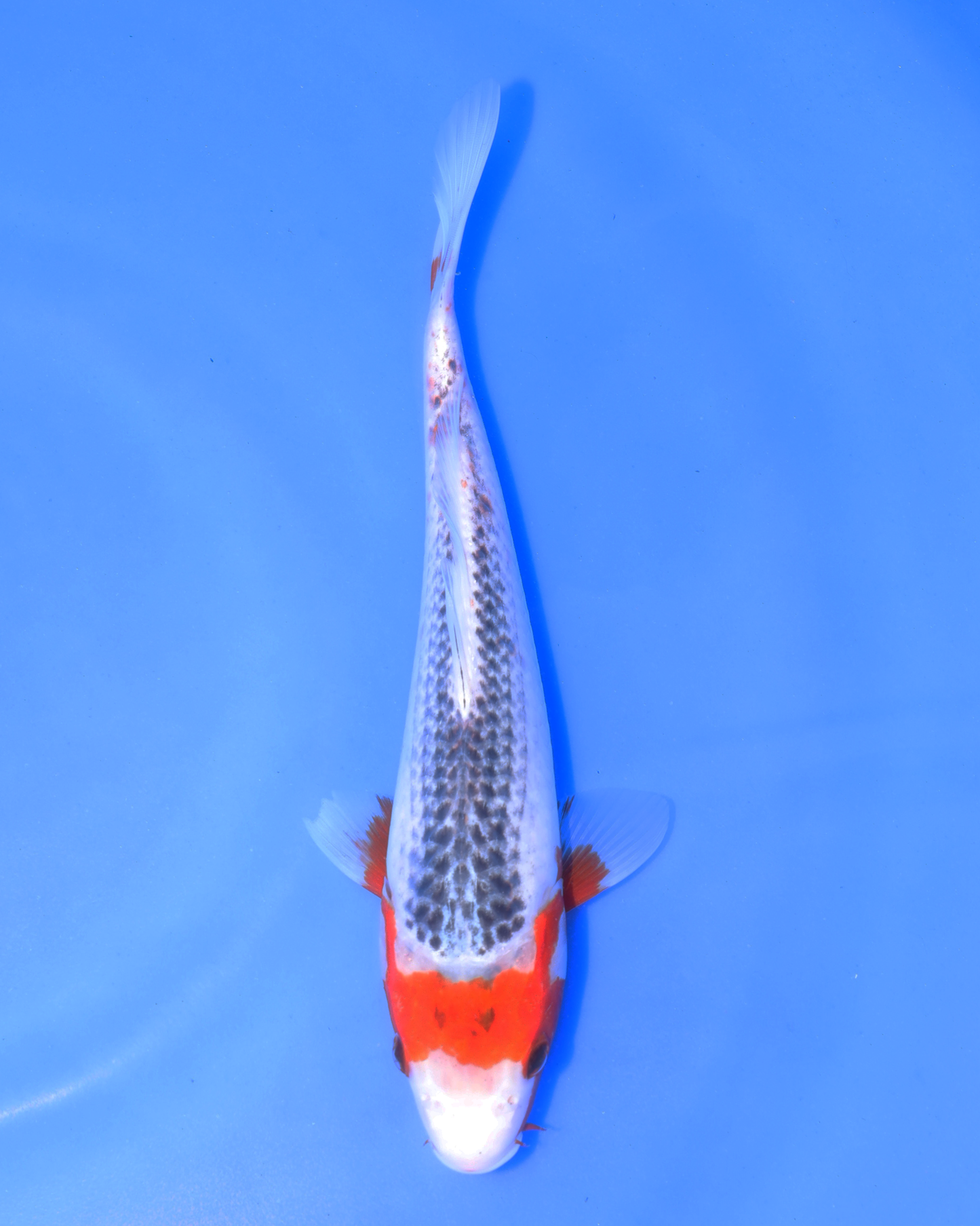Asagi - Otsuka Koi Farm - Chibi Nisai - 8-10 inches