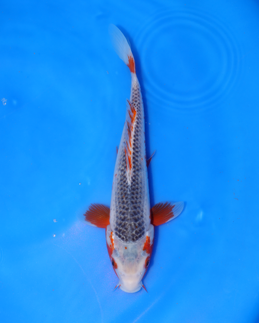 Asagi - Otsuka Koi Farm - Chibi Nisai - 8-10 inches
