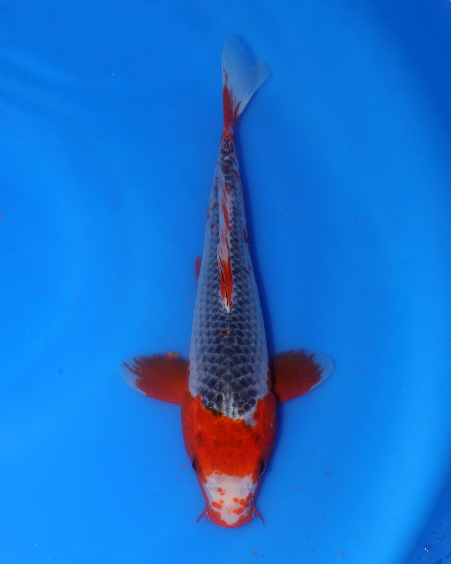Asagi - Otsuka Koi Farm - Chibi Nisai - 8-10 inches
