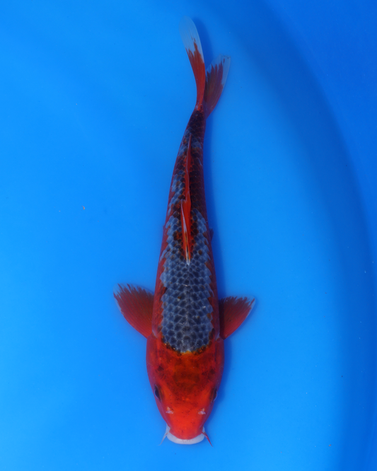 Asagi - Otsuka Koi Farm - Chibi Nisai - 8-10 inches