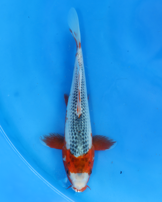 Asagi - Otsuka Koi Farm - Chibi Nisai - 8-10 inches
