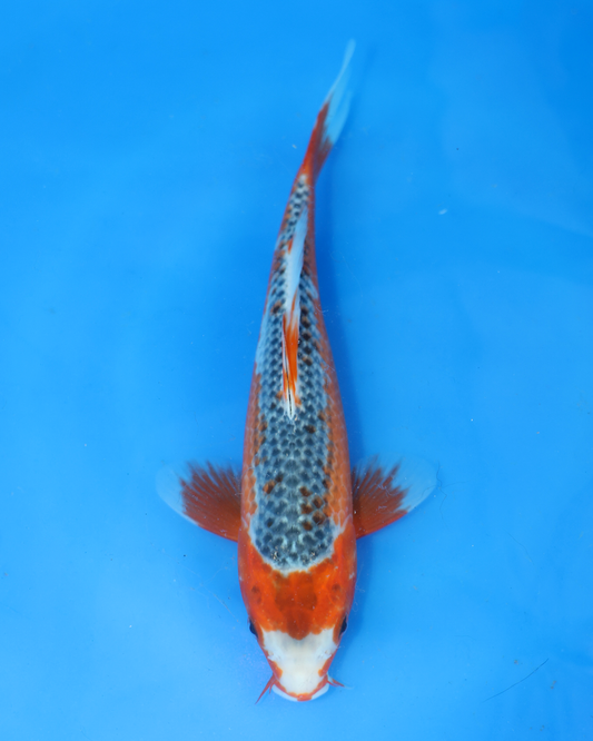 Asagi - Otsuka Koi Farm - Chibi Nisai - 8-10 inches