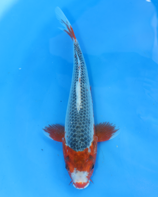 Asagi - Otsuka Koi Farm - Chibi Nisai - 8-10 inches