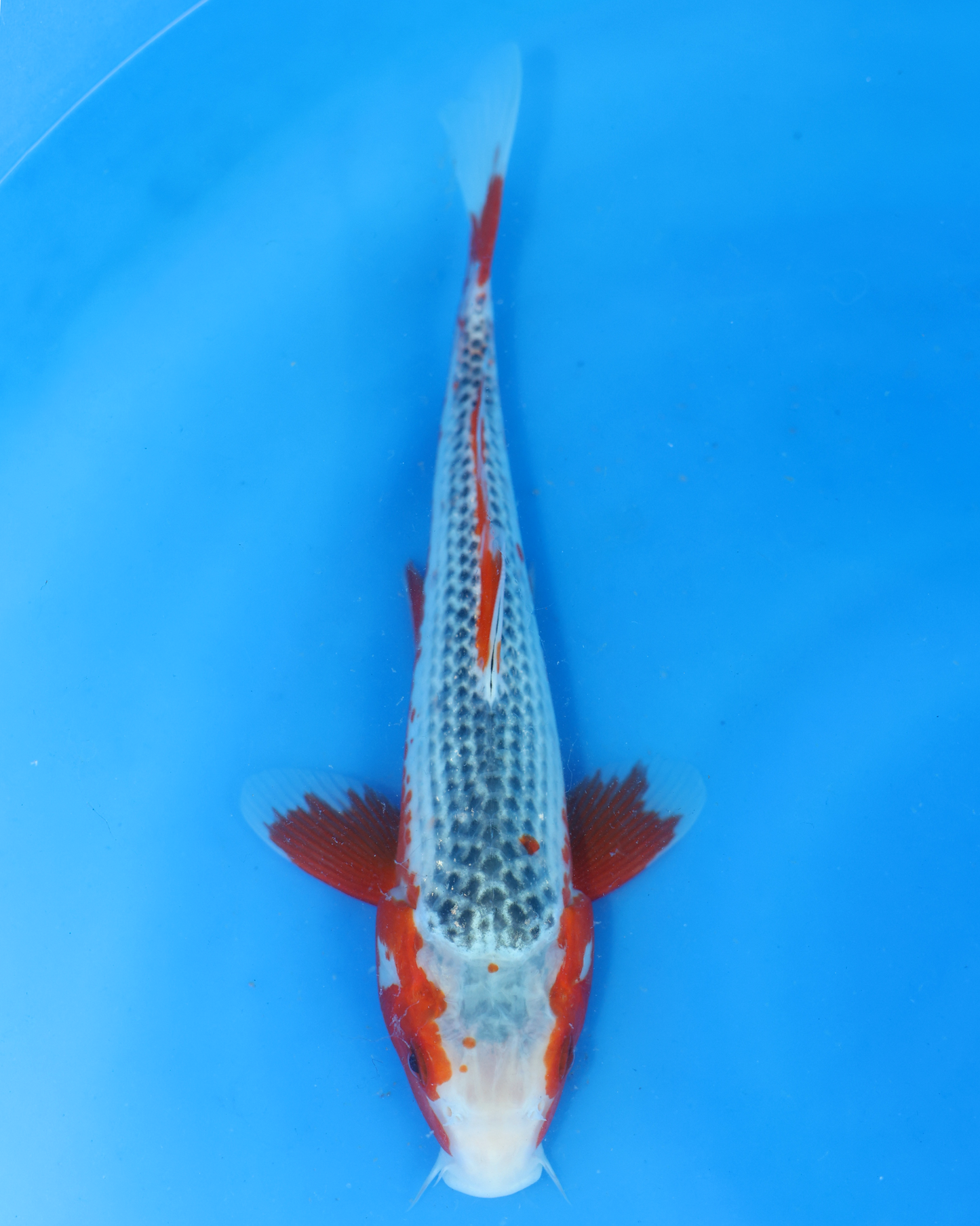 Asagi - Otsuka Koi Farm - Chibi Nisai - 8-10 inches