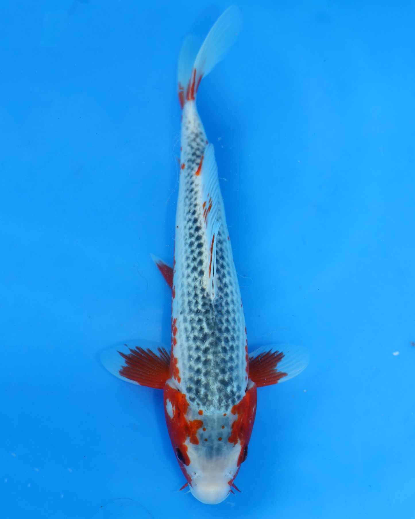 Asagi - Otsuka Koi Farm - Chibi Nisai - 8-10 inches