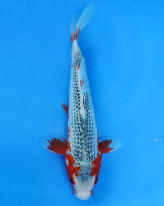 Asagi - Otsuka Koi Farm - Chibi Nisai - 8-10 inches