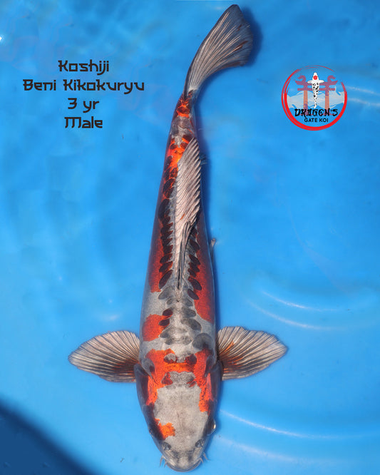 Koshiji - Beni Kikokuryu -  Sansai - 55 cm