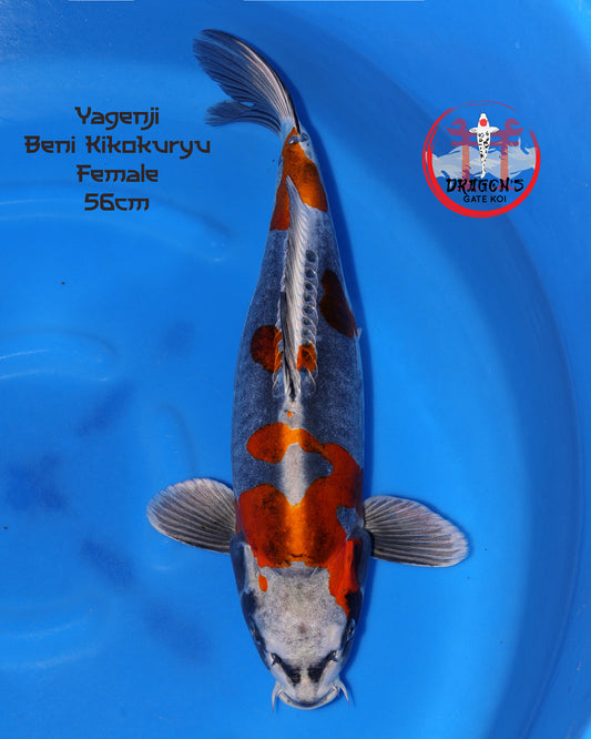 Yagenji - Beni Kikokuryu -  Nisai - 57 cm