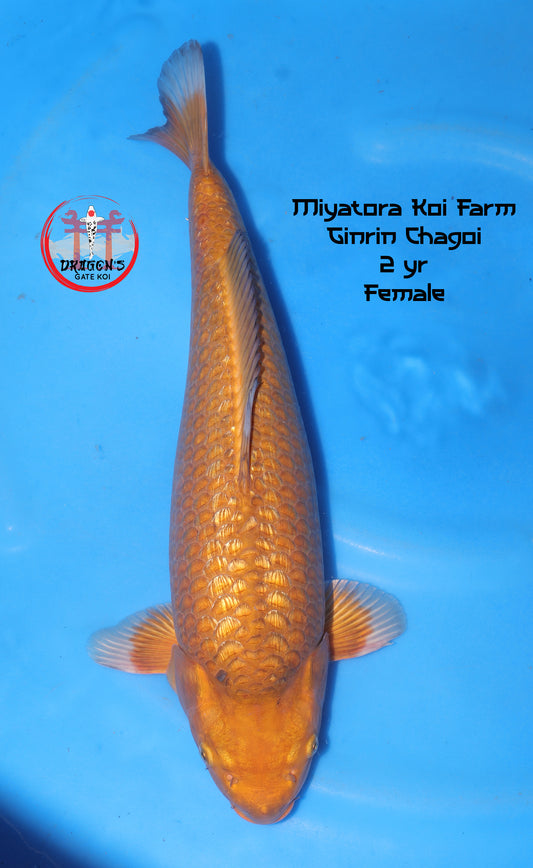 Miyatora - Ginrin Chagoi - Nisai - Female - 45 cm