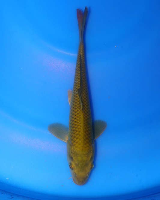 Chagoi - Otsuka Koi Farm - Chibi Nisai - 8-10 inches