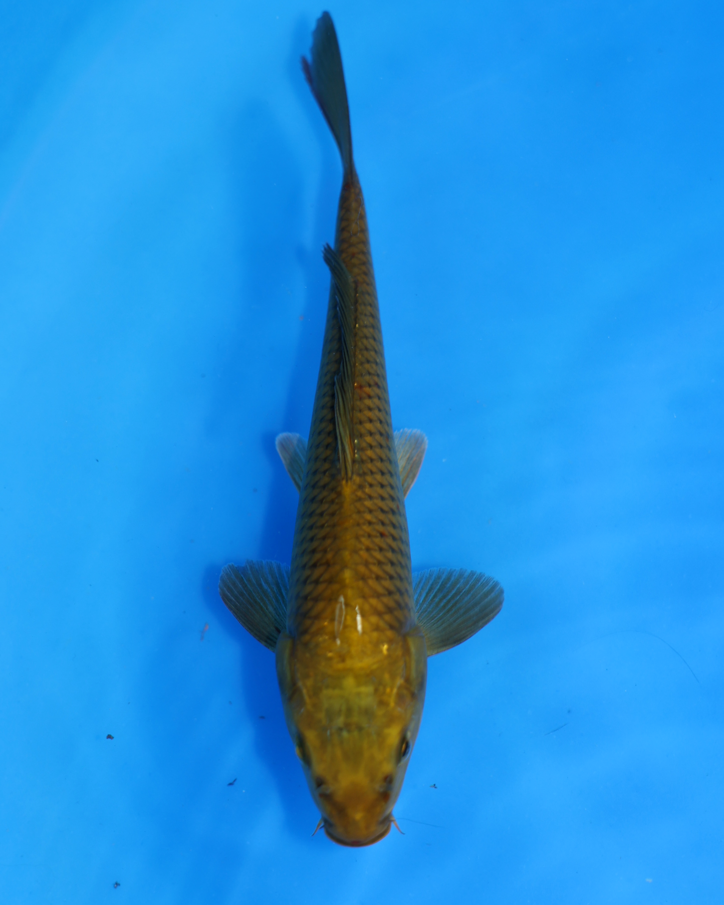 Chagoi - Otsuka Koi Farm - Chibi Nisai - 8-10 inches